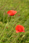 DSCF8951_2